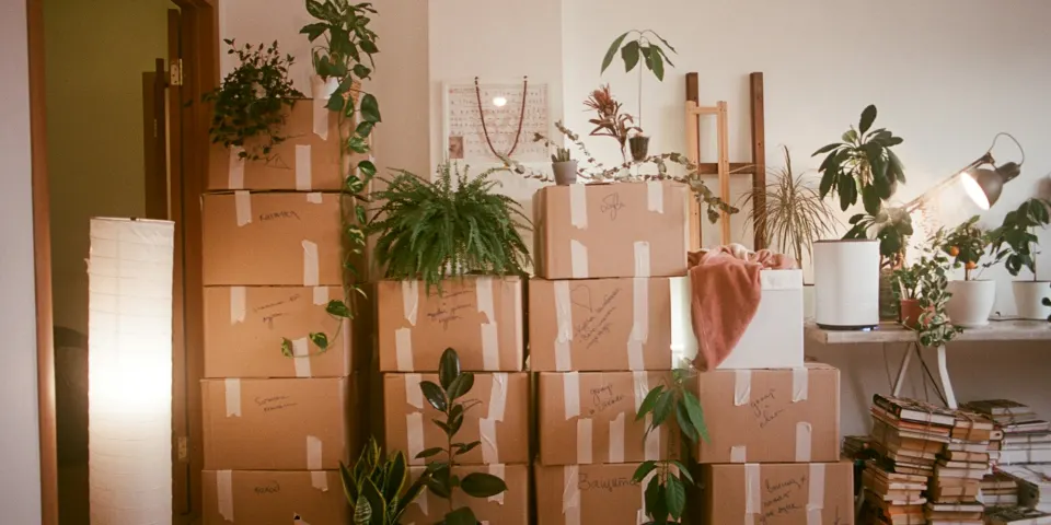 Cajas de mudanza apiladas junto a plantas en una habitación