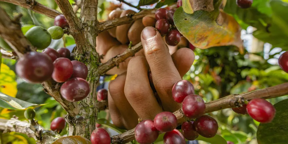 Manos recogiendo granos maduros de café en una rama del cafeto