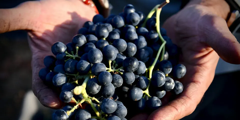 Manos sosteniendo un racimo de uvas recién cosechadas