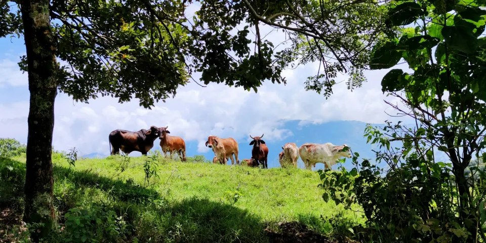 Ganado pastando en un potrero verde bajo árboles en el campo
