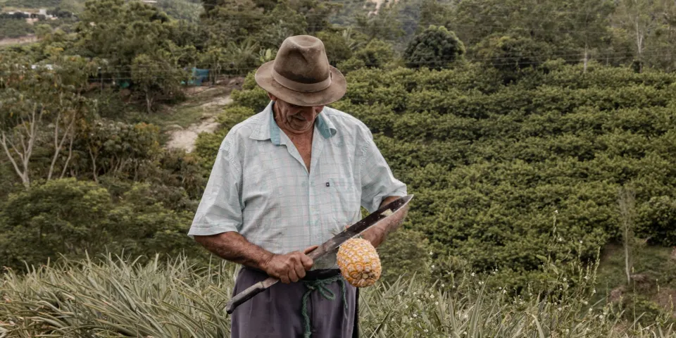 Campesino pelando una piña recién cosechada en medio de su cultivo